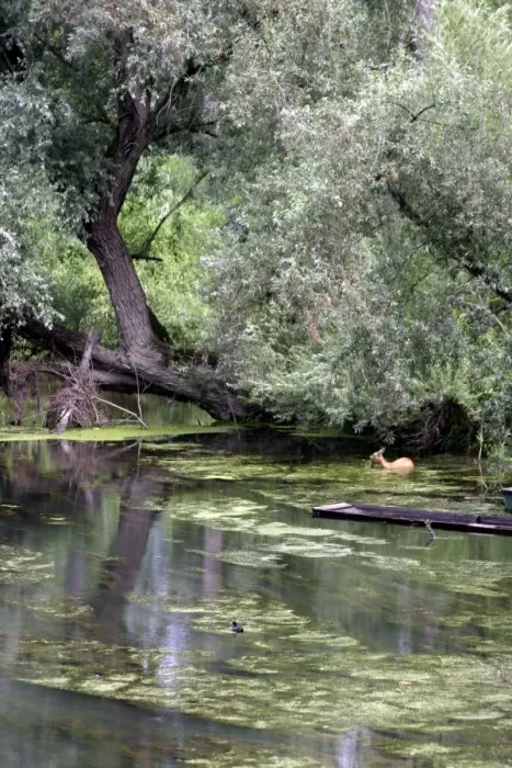 Framed Print : Roe Deer eating aquatic plants. - Alsace, France Framed Print : Roe Deer eating aquatic plants. - Alsace, France