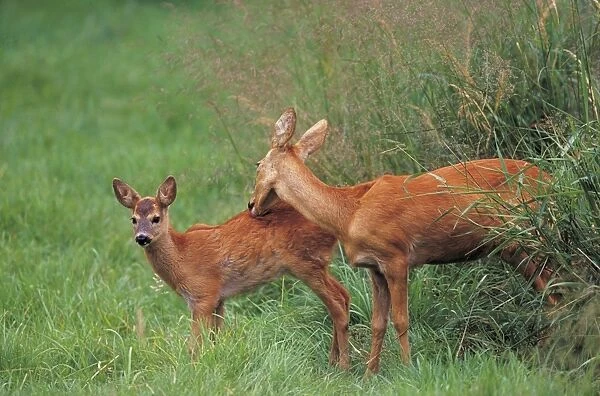 Roe Deer - with fawn
