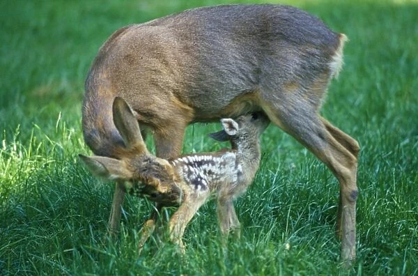 Roe Deer - with fawn