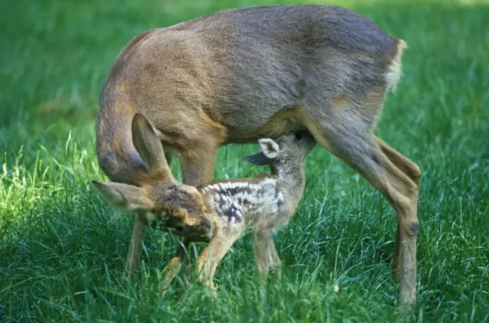 Framed Print : Roe Deer - with fawn Framed Print : Roe Deer - with fawn