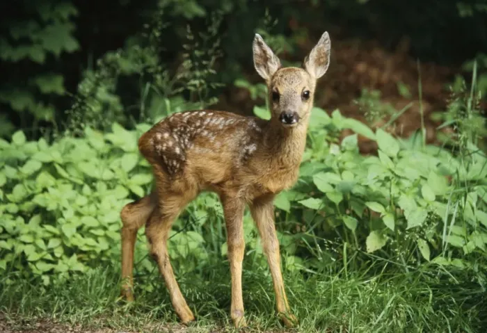 Framed Print : Roe Deer - fawn Framed Print : Roe Deer - fawn