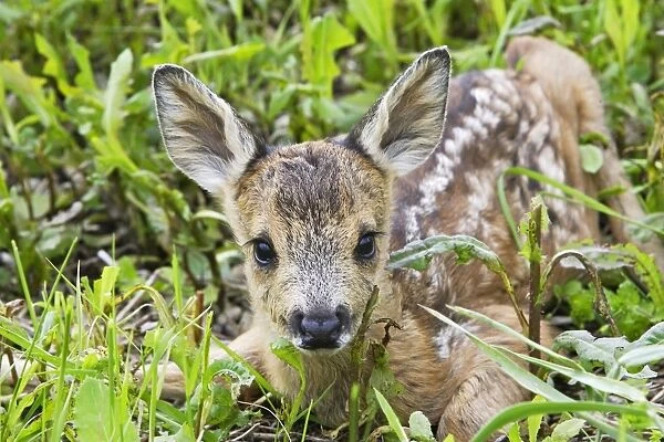 Roe Deer - fawn lying in grass. Alsace - France