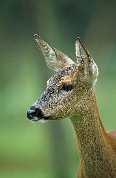 Roe Deer - female