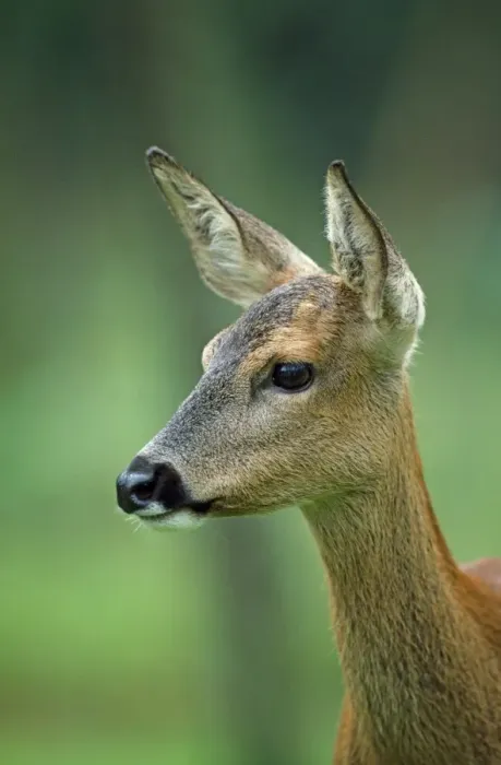 Framed Print : Roe Deer - female Framed Print : Roe Deer - female