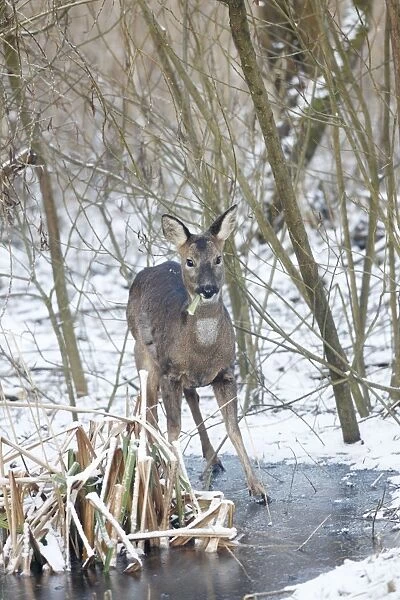 Roe Deer - Female eating at a frozen Pond - Oxon - UK - February