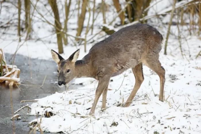 Framed Print : Roe Deer - Female eating at a frozen Pond - Oxon - UK - February Framed Print : Roe Deer - Female eating at a frozen Pond - Oxon - UK - February