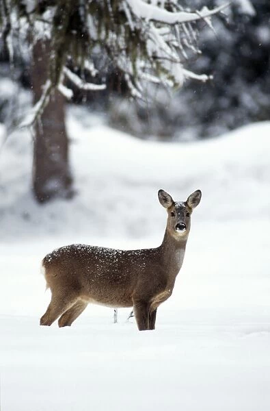 Roe Deer Female, Swiss Alps
