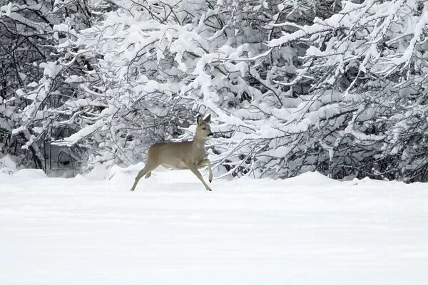 Roe Deer - in flight across snow covered field - Harz mountains - Lower Saxony - Germany
