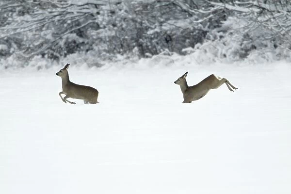 Roe Deer - two in flight across snow covered field - Harz mountains - Lower Saxony - Germany