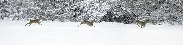 Roe deer - three in flight across snow covered field - Harz mountains - Lower Saxony - Germany (digital manipulated composite - by photographer)