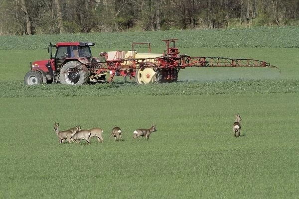 Roe Deer - group  /  bevy watching spraying maschine on arable land - Lower Saxony - Germany
