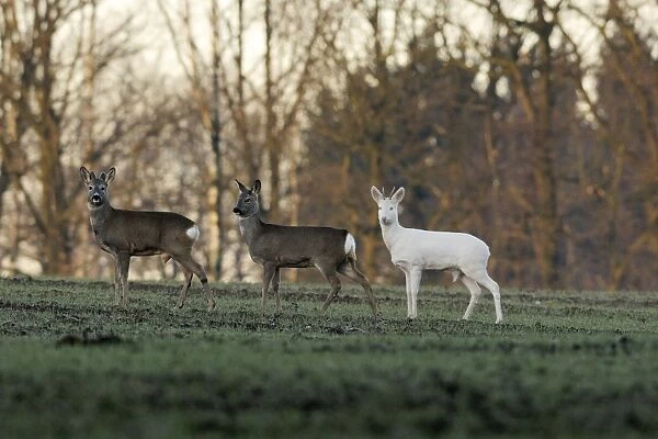 Roe Deer - herd with abino buck, Germany