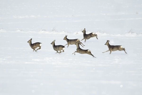 Roe Deer - herd  /  bevy on snow covered arable field - Harz mountains - Lower Saxony - Germany