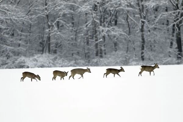 Roe Deer - herd  /  bevy on snow covered arable field - Harz mountains - Lower Saxony - Germany