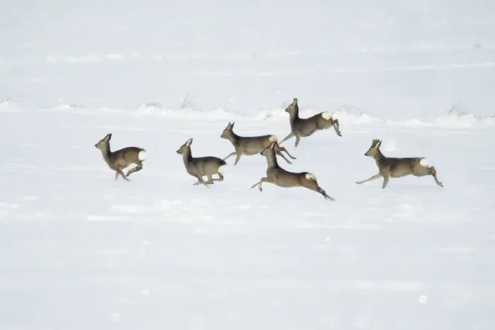 Framed Print : Roe Deer - herd / bevy on snow covered arable field - Harz mountains - Lower Saxony - Germany Framed Print : Roe Deer - herd / bevy on snow covered arable field - Harz mountains - Lower Saxony - Germany