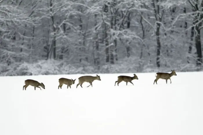 Framed Print : Roe Deer - herd / bevy on snow covered arable field - Harz mountains - Lower Saxony - Germany Framed Print : Roe Deer - herd / bevy on snow covered arable field - Harz mountains - Lower Saxony - Germany