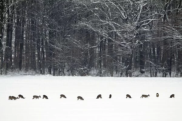 Roe Deer - herd  /  bevy on snow covered oil-seed rape crop - Harz mountains - Lower Saxony - Germany