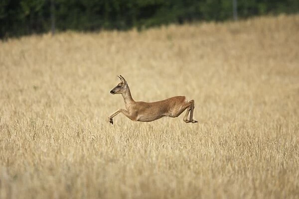 Roe Deer - leaping through field. France