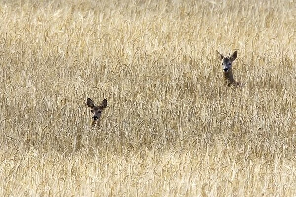 Roe Deer - male & female - heads appearing above field of corn. France