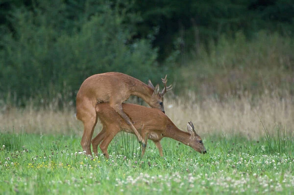 Roe deer male and female mating