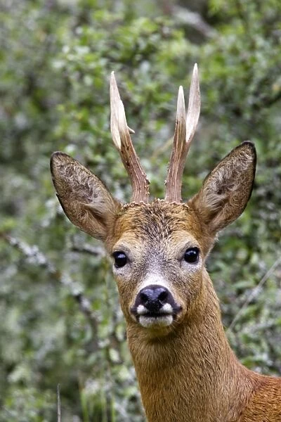 Roe Deer - male. France