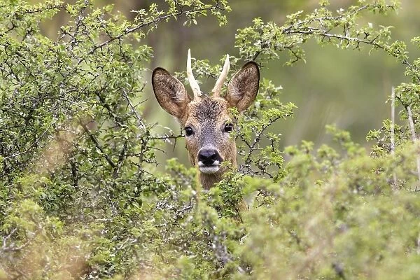 Roe Deer - male. France