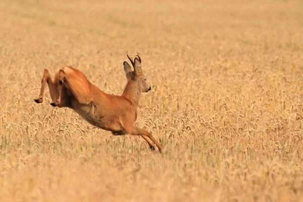 Roe Deer - running