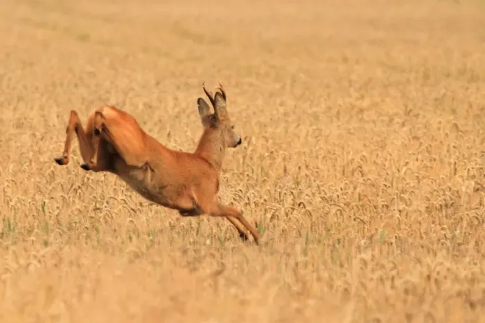 Framed Print : Roe Deer - running Framed Print : Roe Deer - running