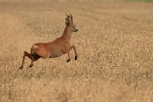Roe Deer - running