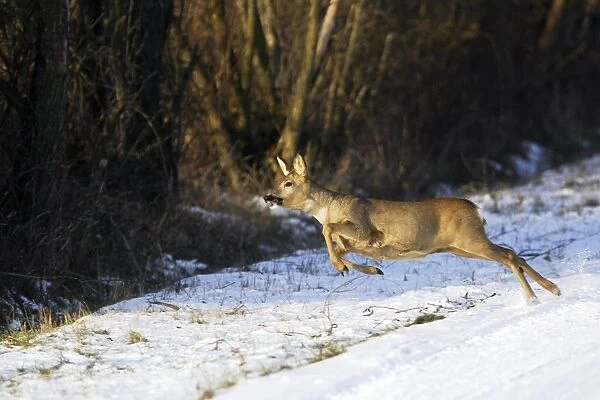 Roe Deer - running in snow. Alsace - France