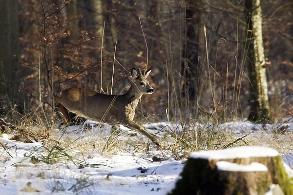 Roe Deer - running through snow. Alsace - France