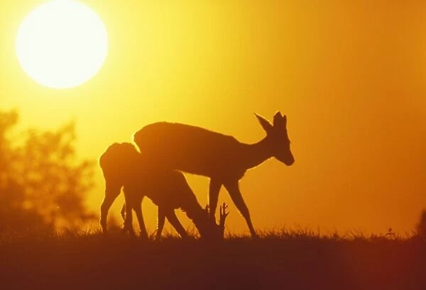 Roe Deer Two sihouettes at sunset