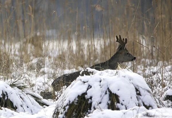 Roe Deer - in snow. Alsace - France