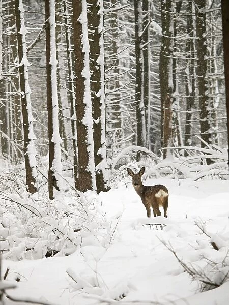 roe deer at snow, Germany