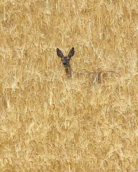 Roe Deer - standing in field. France