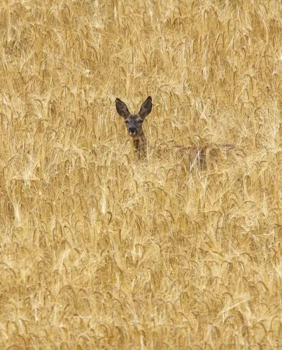Framed Print : Roe Deer - standing in field. France Framed Print : Roe Deer - standing in field. France