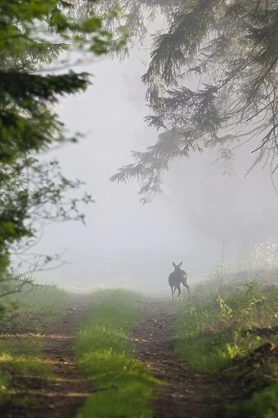 Roe Deer - standing on forest ride - in morning mist - Lower Saxony - Germany