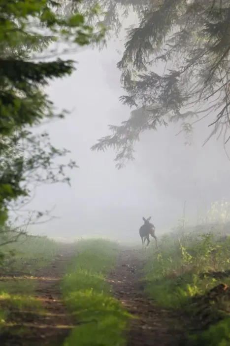 Framed Print : Roe Deer - standing on forest ride - in morning mist - Lower Saxony - Germany Framed Print : Roe Deer - standing on forest ride - in morning mist - Lower Saxony - Germany