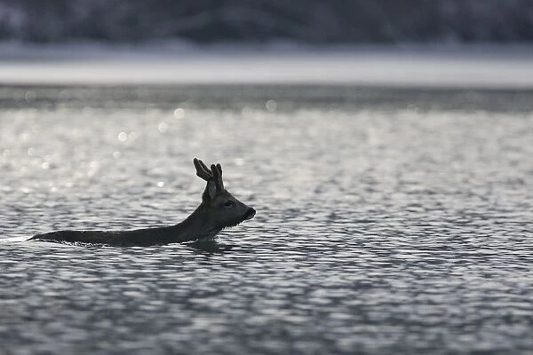 Roe Deer - swimming. Alsace - France