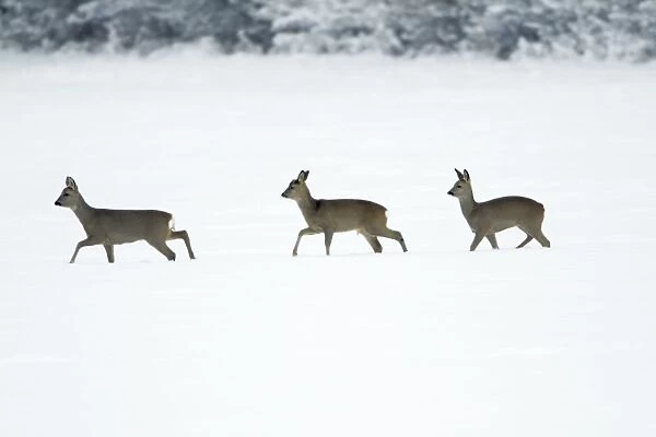 Roe Deer - three walking across snow covered field - Harz mountains - Lower Saxony - Germany