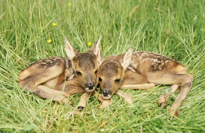 Framed Print : Roe Deer WAT 5313 Fawns Capreolus capreolus © M. Watson / ARDEA LONDON Framed Print : Roe Deer WAT 5313 Fawns Capreolus capreolus © M. Watson / ARDEA LONDON