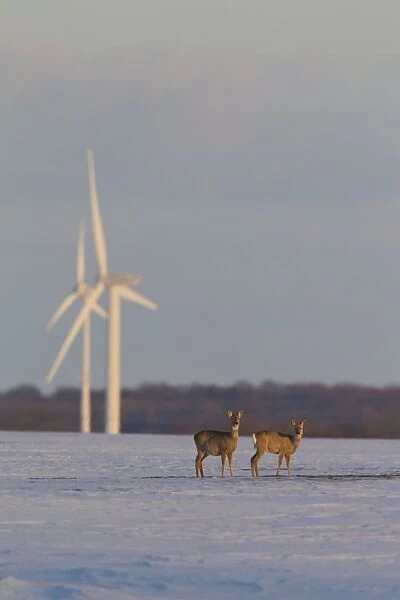 Roe Deer with wind turbines