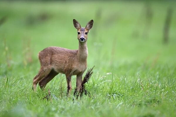 Roe Deer - young animal on alert, Lower Saxony, Germany