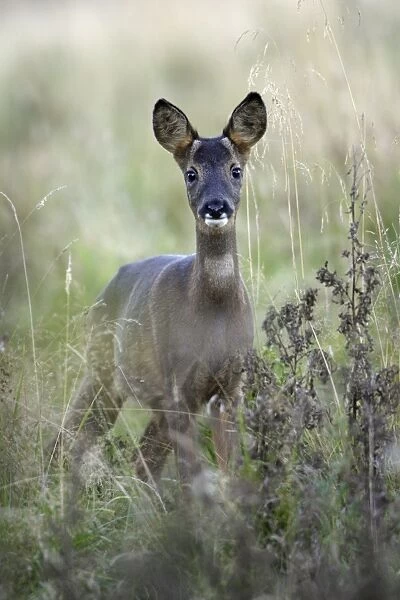 Roe Deer - young animal on alert, Northumberland National Park, England
