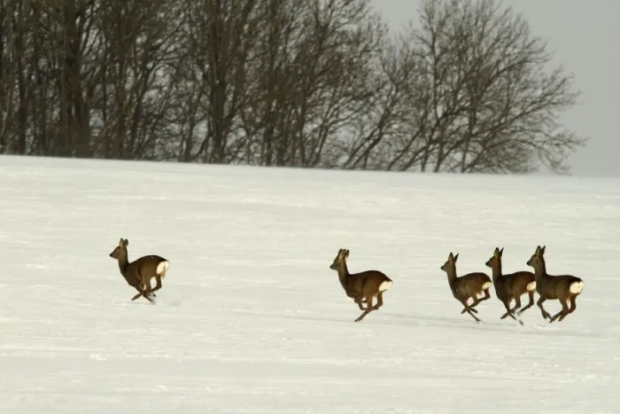 Framed Print : Roe Deers - group running in winter snow - Germany Framed Print : Roe Deers - group running in winter snow - Germany