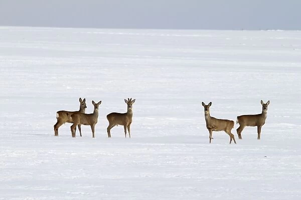 Roe Deers - group in winter snow - Germany