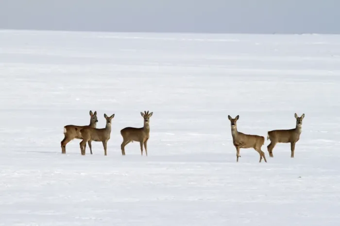 Framed Print : Roe Deers - group in winter snow - Germany Framed Print : Roe Deers - group in winter snow - Germany