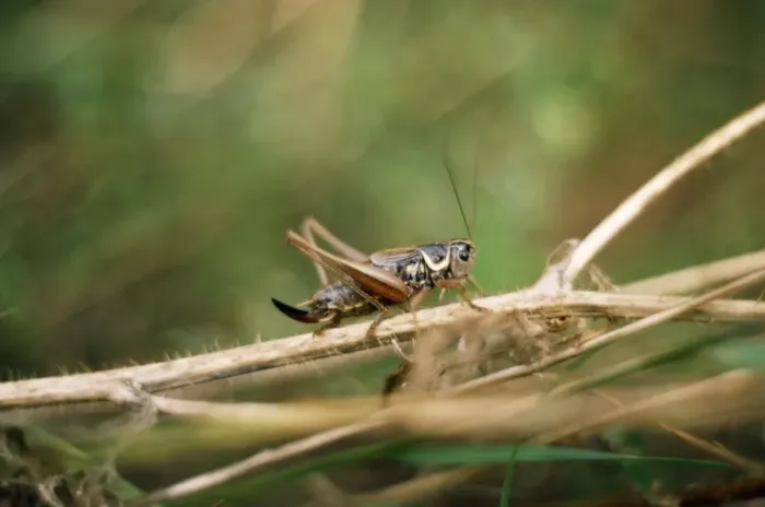 Framed Print : Roesel's bush-cricket UK Framed Print : Roesel's bush-cricket UK