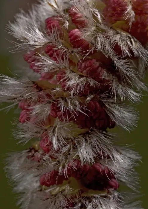 Framed Print : Aspen. ROG-11502. Aspen, male catkins in spring