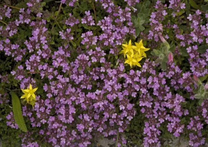 Framed Print : ROG-11581 Wild Thyme ssp Framed Print : ROG-11581 Wild Thyme ssp